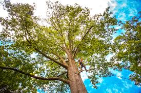 Best Firewood Processing and Delivery  in Robie Creek, ID