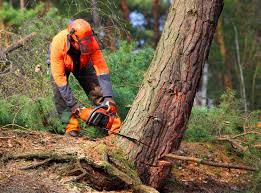 Best Pest Control for Lawns  in Robie Creek, ID