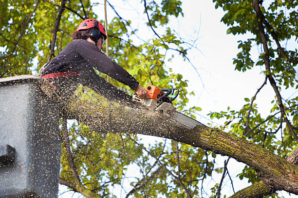 Best Tree Disease Treatment  in Robie Creek, ID